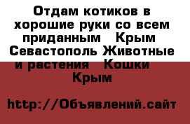 Отдам котиков в хорошие руки со всем приданным - Крым, Севастополь Животные и растения » Кошки   . Крым